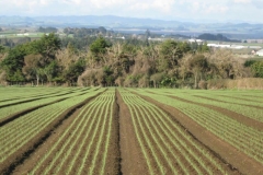 3 STG Onions1