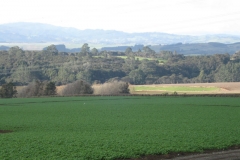 9 STG Potatoes2