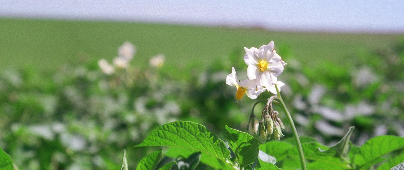 Potato and Onion Growers and Exporters NZ ST Growers Ltd